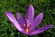 29 Colchico d'autunno (Colchicum autumnale) 